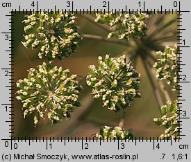 Angelica sylvestris (dzięgiel leśny)