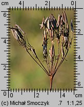 Chaerophyllum aromaticum (świerząbek korzenny)