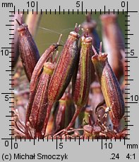 Chaerophyllum aromaticum (świerząbek korzenny)