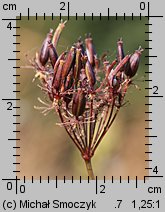 Chaerophyllum aromaticum (świerząbek korzenny)