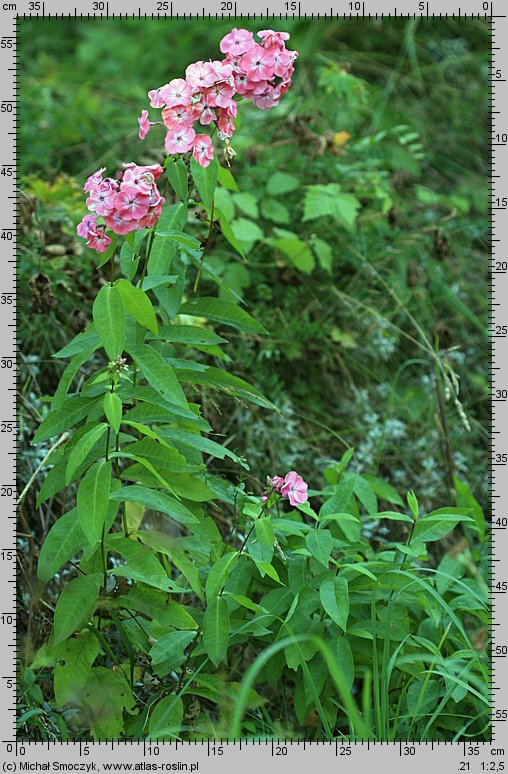 Phlox paniculata (floks wiechowaty)