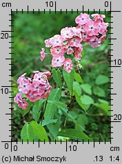 Phlox paniculata (floks wiechowaty)