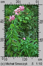 Phlox paniculata (floks wiechowaty)