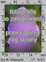 Galeopsis angustifolia (poziewnik wąskolistny)