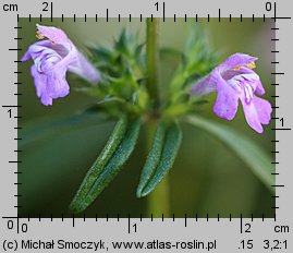 Galeopsis angustifolia (poziewnik wąskolistny)