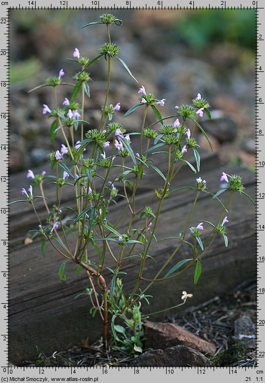 Galeopsis angustifolia (poziewnik wąskolistny)