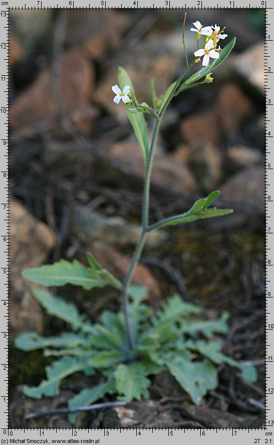 Cardaminopsis arenosa ssp. arenosa (rzeżusznik piaskowy typowy)