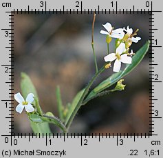 Cardaminopsis arenosa ssp. arenosa (rzeżusznik piaskowy typowy)