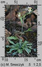 Cardaminopsis arenosa ssp. arenosa (rzeżusznik piaskowy typowy)