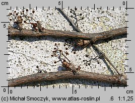 Parthenocissus tricuspidata (winobluszcz trójklapowy)