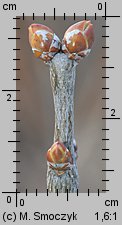 Syringa vulgaris (lilak pospolity)
