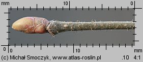 Corylus avellana (leszczyna pospolita)