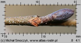 Alnus glutinosa (olsza czarna)