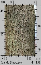 Alnus glutinosa (olsza czarna)