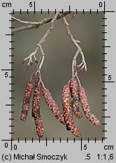 Alnus glutinosa (olsza czarna)