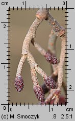 Alnus glutinosa (olsza czarna)