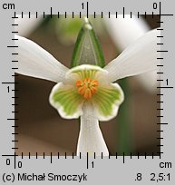 Galanthus nivalis (śnieżyczka przebiśnieg)