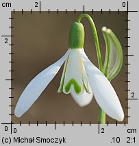 Galanthus nivalis (śnieżyczka przebiśnieg)