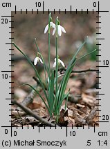 Galanthus nivalis (śnieżyczka przebiśnieg)