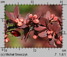 Berberis thunbergii (berberys Thunberga)