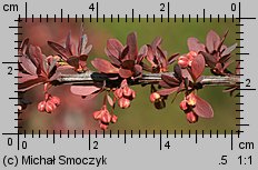 Berberis thunbergii (berberys Thunberga)