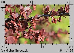 Berberis thunbergii (berberys Thunberga)