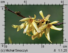 Forsythia suspensa (forsycja zwisła)