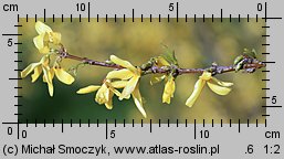 Forsythia suspensa (forsycja zwisła)