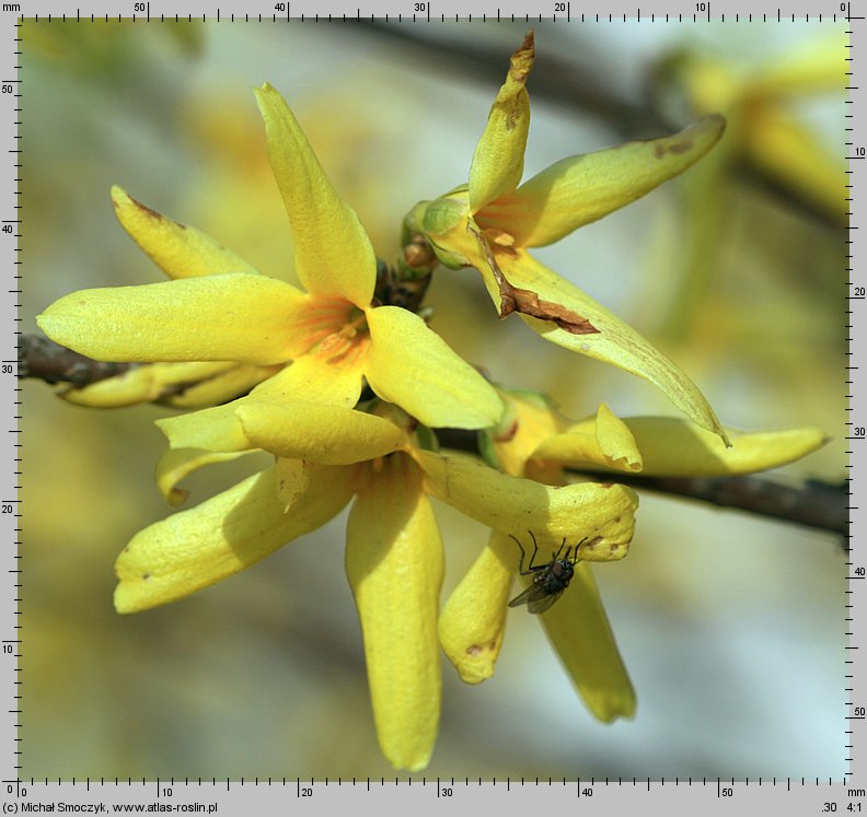 Forsythia suspensa (forsycja zwisła)