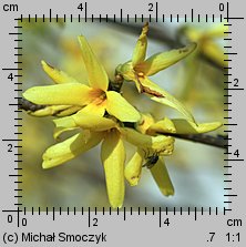 Forsythia suspensa (forsycja zwisła)