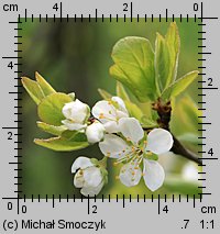 Prunus domestica ssp. domestica (śliwa domowa typowa)