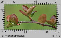 Aronia melanocarpa (aronia czarna)