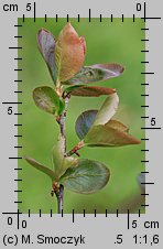 Aronia melanocarpa (aronia czarna)