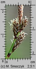 Carex ericetorum (turzyca wrzosowiskowa)