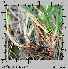 Carex ericetorum (turzyca wrzosowiskowa)