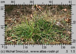 Carex ericetorum (turzyca wrzosowiskowa)