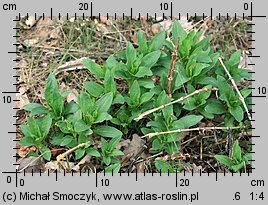 Saponaria officinalis (mydlnica lekarska)