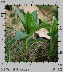 Saponaria officinalis (mydlnica lekarska)