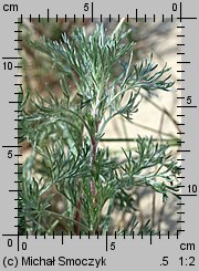 Artemisia campestris ssp. sericea (bylica polna jedwabista)