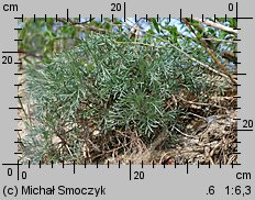 Artemisia campestris ssp. sericea (bylica polna jedwabista)