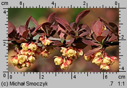 Berberis thunbergii (berberys Thunberga)