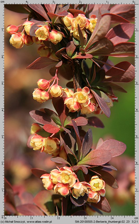 Berberis thunbergii (berberys Thunberga)