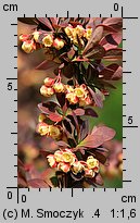 Berberis thunbergii (berberys Thunberga)