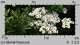 Spiraea cinerea