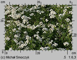 Spiraea cinerea