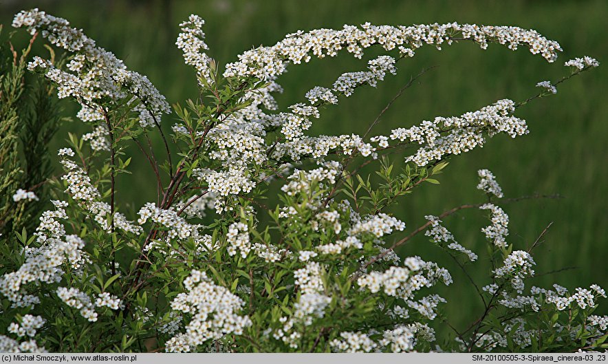 Spiraea cinerea