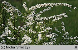 Spiraea cinerea