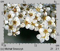 Spiraea cinerea