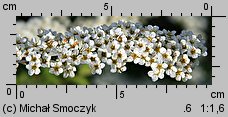 Spiraea cinerea