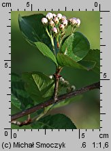 Aronia melanocarpa (aronia czarna)